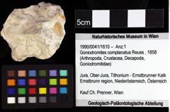 Foto (Objket + Etiketten) von Decapoda indet. (lobster) 